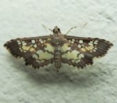 Samea sp. 2 (Lepidoptera, Crambidae) - Bioexploradores