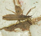 Pnirontis sp. (Hemiptera, Reduviidae) - Bioexploradores