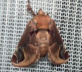 Semyra sp. 1 (Lepidoptera, Limacodidae) - Bioexploradores