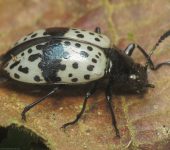 Poecilesthus sp. (Coleoptera, Tenebrionidae) - Bioexploradores