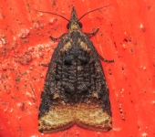Platynota sp. 2 (Lepidoptera, Tortricidae) - Bioexploradores