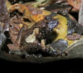 Rana de lluvia / Pristimantis sp. 1 (Anura, Strabomantidae) - Bi
