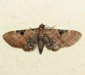 Eupithecia sp. 4 (Lepidoptera, Geometridae) - Bioexploradores
