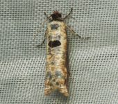 Episimus sp. Episimus sp. (Lepidoptera, Tortricidae) - Bioexploradores