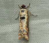 Episimus sp. (Lepidoptera, Tortricidae) - Bioexploradores