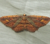 Eois sp. 2 (Lepidoptera, Geometridae) - Bioexploradores