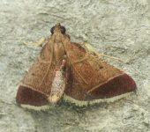 Hypsopygia sp. Hypsopygia sp. (Lepidoptera, Pyralidae) - Bioexploradores