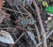Rana de lluvia / Pristimantis sp. 6 (Anura, Strabomantidae) - Bi