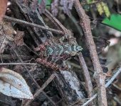 Rana de lluvia / Pristimantis sp. 6 (Anura, Strabomantidae) - Bi