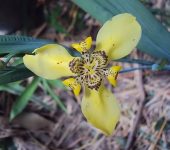 Trimezia sp. Trimezia sp. (Asparagales, Iridaceae) - Bioexploradores