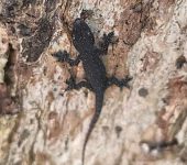 Hemidactylus sp. (Squamata, Gekkonidae) - BIOCEUDEA