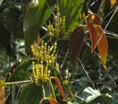 Dendrophthora obliqua (Santalales, Santalaceae) - Bioexploradore