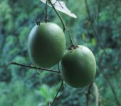 Passiflora guatemalensis (Malpighiales, Passifloraceae) - Bioexp