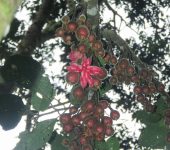 Siparuna aspera Lim.n de monte / Siparuna aspera (Laurales, Siparunaceae) - Bioe