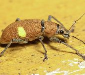 Mimographopsis plicaticollis (Coleoptera, Curculionidae) - Bioex