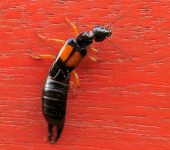 Carcinophora americana Carcinophora americana (Dermaptera, Anisolabididae) - Bioexplora
