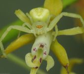 Misumessus quinteroi (Araneae, Thomisidae) - Bioexploradores