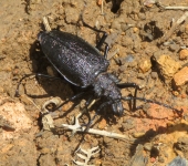 Psalidognathus modestus (Coleoptera, Cerambycidae) - Bioexplorad