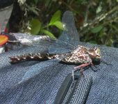 Allopetalia pustulosa (Odonata, Aeshnidae) - Bioexploradores