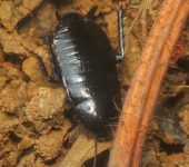 Lamproblattidae Blattodea, Lamproblattidae - Bioexploradores