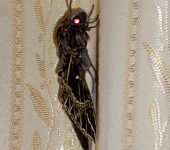 Euryglottis aper (Lepidoptera, Sphingidae) - Bioexploradores